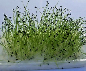 スプラウト芽ネギ解説