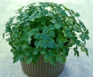 スプラウトみつば解説