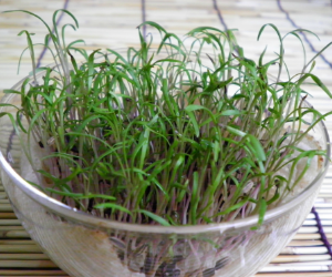 スプラウトフェンネル解説