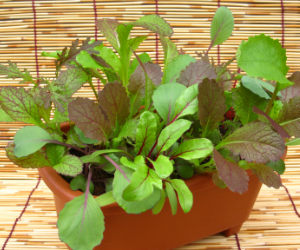 ベビーリーフ紅葉ミックス解説