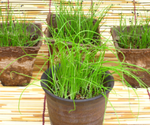 ベビーリーフ薬味用芽ねぎ解説