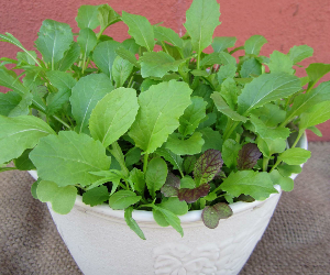 ベビーリーフミックス解説