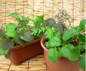 ベビーリーフからし菜ミックス解説