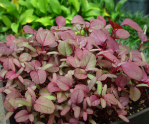 ベビーリーフサラダ空心菜解説