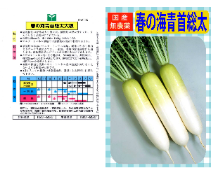 春の海青首総太大根解説