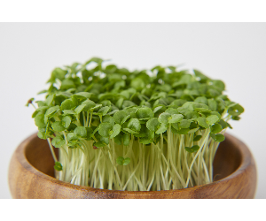 スプラウト青しそ解説