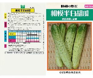 とよさと胡瓜解説