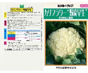 カリフラワー解説